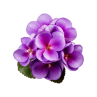 AI generated African violet flower isolated on transparent background png