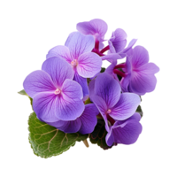 ai generiert afrikanisch violett Blume isoliert auf transparent Hintergrund png