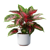 AI generated Aglaonema plant isolated on transparent background png