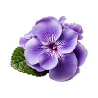 ai généré africain violet fleur isolé sur transparent Contexte png