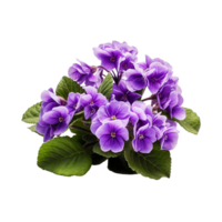 ai generiert afrikanisch violett Blume isoliert auf transparent Hintergrund png