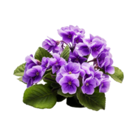 ai generiert afrikanisch violett Blume isoliert auf transparent Hintergrund png