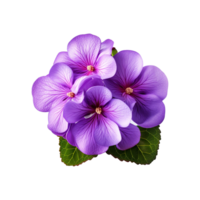 ai generiert afrikanisch violett Blume isoliert auf transparent Hintergrund png