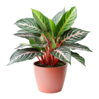 AI generated Aglaonema plant isolated on transparent background png