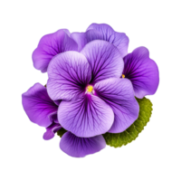 ai généré africain violet fleur isolé sur transparent Contexte png