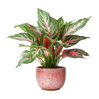 AI generated Aglaonema plant isolated on transparent background png