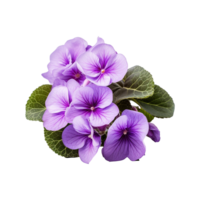 AI generated African violet flower isolated on transparent background png