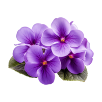 ai generiert afrikanisch violett Blume isoliert auf transparent Hintergrund png