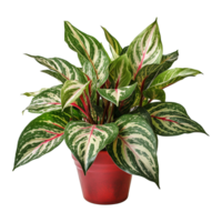 ai generiert Aglaonema Pflanze isoliert auf transparent Hintergrund png