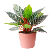 ai generado aglaonema planta aislado en transparente antecedentes png