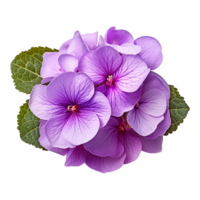 ai generiert afrikanisch violett Blume isoliert auf transparent Hintergrund png