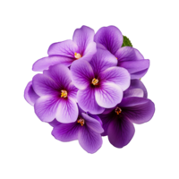 ai generiert afrikanisch violett Blume isoliert auf transparent Hintergrund png