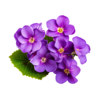 ai généré africain violet fleur isolé sur transparent Contexte png