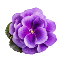 AI generated African violet flower isolated on transparent background png
