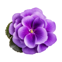 ai generiert afrikanisch violett Blume isoliert auf transparent Hintergrund png