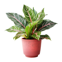 ai généré aglaonema plante isolé sur transparent Contexte png