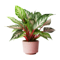 ai generado aglaonema planta aislado en transparente antecedentes png