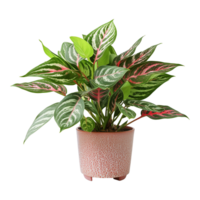 ai généré aglaonema plante isolé sur transparent Contexte png