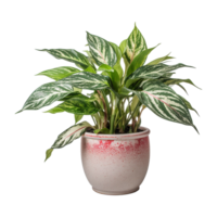 ai généré aglaonema plante isolé sur transparent Contexte png