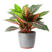 AI generated Aglaonema plant isolated on transparent background png