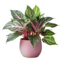 ai généré aglaonema plante isolé sur transparent Contexte png