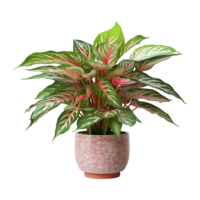 ai generado aglaonema planta aislado en transparente antecedentes png