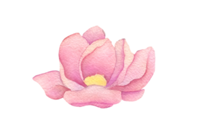 einer Single Aquarell Blume Sanft erröten Rosa Rose isoliert auf transparent Hintergrund. Hand gezeichnet Sommer- oder Frühling süß Element Design png