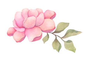 one single watercolor flower soft blush peony isolated on transparent background. hand drawn summer or spring cute element design png