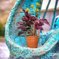 Potted Plant on Chair photo