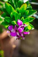 Purple Flower With Green Leaves Close Up photo