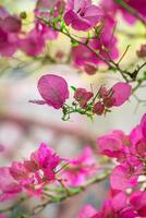 rosado flores en florero, hermosa y sereno decoración foto