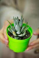 persona participación pequeño verde en conserva planta foto