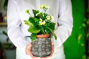 Person Holding Potted Plant, Greenery in Their Hands, Copy Space photo