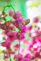 Pink Flowers in Vase on Table photo