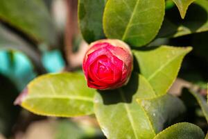 Single Red Flower on Green Leafy Branch photo