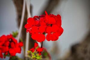 vibrante rojo flores en florero foto