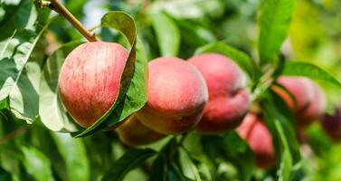 Ripe peaches fruits on a branch photo