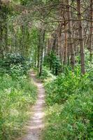 Footpath in summer forest photo