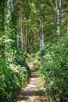 Footpath in summer forest photo