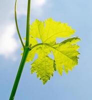 Grape leaf closeup photo