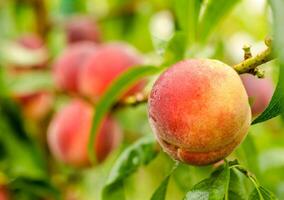 Ripe peaches fruits on a branch photo
