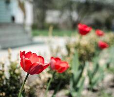 Red flowers closeup photo