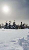 abetos a nieve parque foto