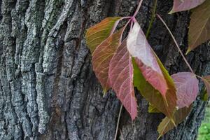 Autumn leaves background. photo