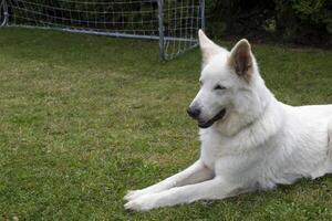 White swiss shepherd dog in a green meadow. photo