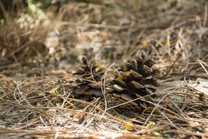 The pine cones on the dry needles, close up. Christmas wallpaper. photo