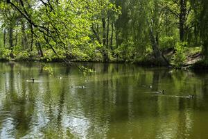 A pond in the forest. Beautiful summer landscape. photo