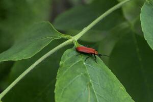 rojo insecto en un verde hojas. macro disparo. foto