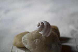 Sea stones and shell, close up. photo