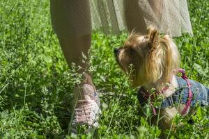 linda Yorkshire terrier en un verde césped al aire libre foto